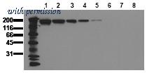 OriGene AM00033PU-N image 1