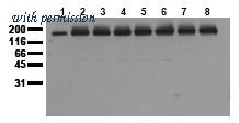 OriGene AM00034PU-N image 1