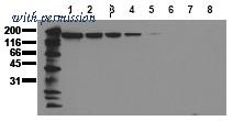 OriGene AM00040PU-N image 1