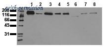 OriGene AM00041PU-N image 1