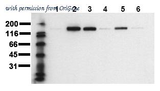 OriGene AM00048PU-N image 1