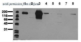 OriGene AM00049PU-N image 1