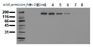 OriGene AM00050PU-N image 1