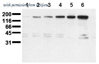 OriGene AM00051PU-N image 1