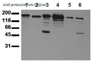 OriGene AM00052PU-N image 1