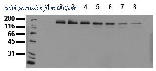OriGene AM00053PU-N image 1