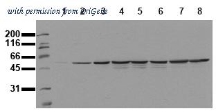 OriGene AM00061PU-N image 1