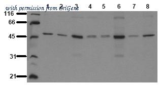 OriGene AM00064PU-N image 1