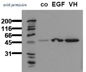 OriGene AM00065PU-N image 1