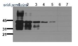 OriGene AM00069PU-N image 1