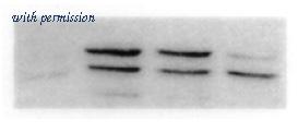 OriGene AM00082PU-N image 1