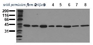 OriGene AM00085PU-N image 1