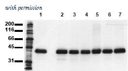 OriGene AM00086PU-N image 1