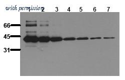 OriGene AM00088PU-N image 1