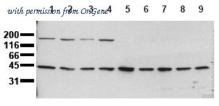 OriGene AM00089PU-N image 1