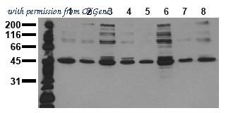 OriGene AM00095PU-N image 1