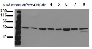 OriGene AM00096PU-N image 1