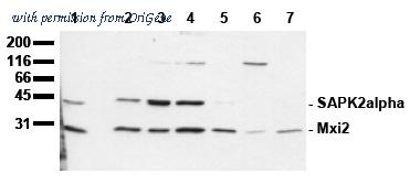OriGene AM00097PU-N image 1