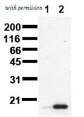 OriGene AM00101PU-N image 1