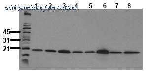 OriGene AM00104PU-N image 1