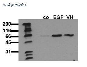 OriGene AM00106PU-N image 1