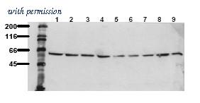 OriGene AM00107PU-N image 1
