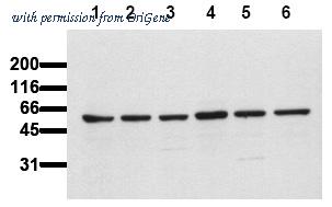 OriGene AM00110PU-N image 1