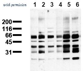 OriGene AM00112PU-N image 1