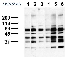 OriGene AM00113PU-N image 1