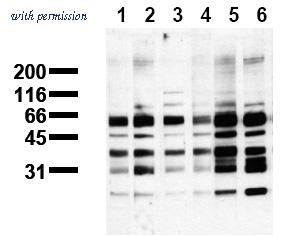 OriGene AM00114PU-N image 1