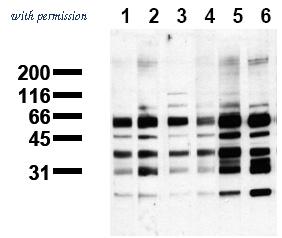 OriGene AM00115PU-N image 1