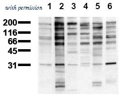 OriGene AM00123PU-N image 1