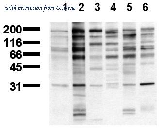 OriGene AM00128PU-N image 1
