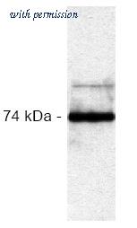 OriGene AM00132PU-N image 1