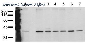 OriGene AM00136PU-N image 1