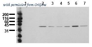 OriGene AM00137PU-N image 1
