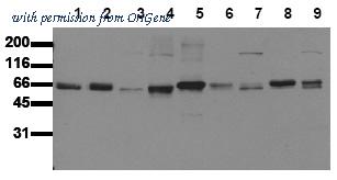 OriGene AM00143PU-N image 1