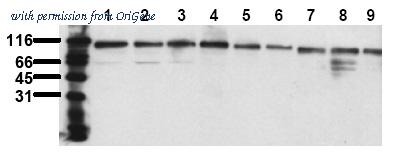 OriGene AM00154PU-N image 1
