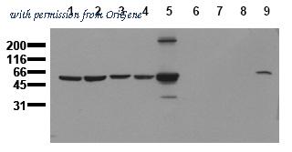 OriGene AM00158PU-N image 1