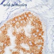 OriGene AM00199PU-N image 1