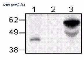 OriGene AM01048FC-N image 1
