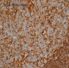 OriGene AM01076PU-N image 1