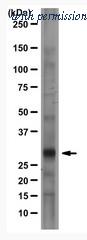 OriGene AM01216PU-N image 1
