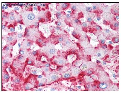 OriGene AM01329PU-N image 1