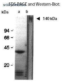 OriGene AM02006PU-N image 1