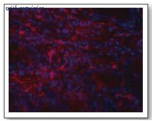 OriGene AM02032PU-N image 1