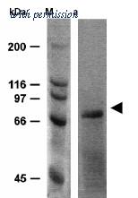 OriGene AM02038PU-S image 1