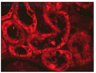 OriGene AM02260PU-N image 1