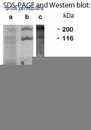 OriGene AM02300PU-N image 1