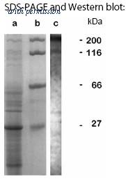 OriGene AM02300PU-S image 1